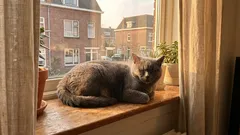5 kattenrassen die je appartement niet slopen of ’s nachts schreeuwen