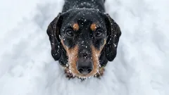 Waarom honden het koud krijgen in de winter: een praktische gids om je hond tegen de kou te beschermen